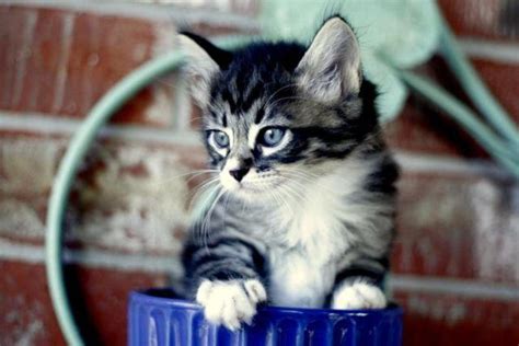 Maine coon kittens maine coon kitten maine coon cat bengal maine coon black norwegian forest cat ragdoll maine coon cats coon maine coon x kittens persian. Ragdoll/Maine Coon Mix Kittens for Sale in Weatherford ...