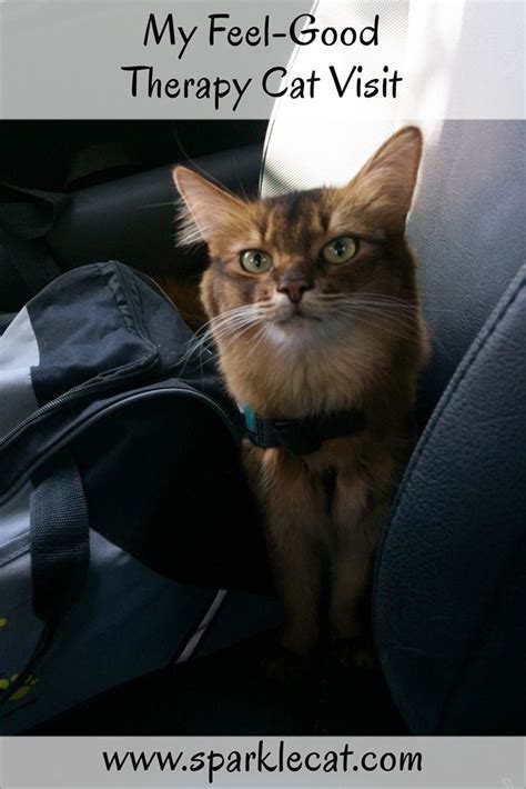 As i mention in many videos, i am not a licensed veterinarian or vet tech. Feel-Good Therapy Cat Visit | Cats that dont shed, Cats ...