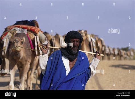 A Salt Caravan In Mali Bringing Salt Out Of The Sahara Desert Stock