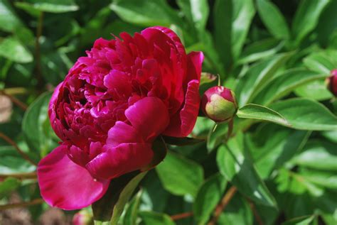 Images Gratuites Fleur Pétale Floraison Rose Macro Botanique