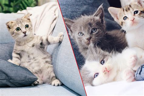 Top 10 Cutest Cat Breeds In The World