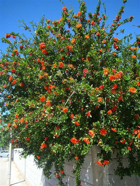 Flowering Pomegranate Tree Punica Granatum Flore Pleno Order
