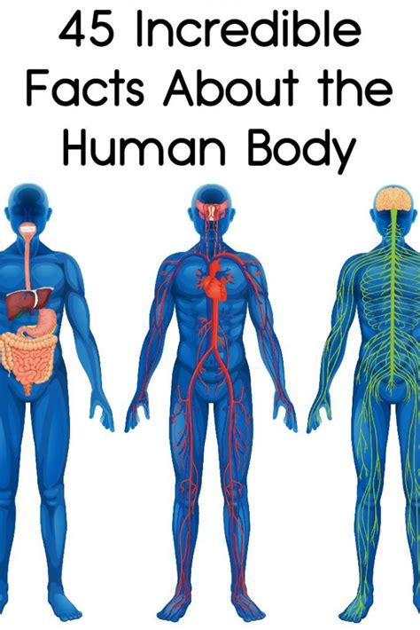 45 Incredible Facts About The Human Body Human Body Facts Human Body