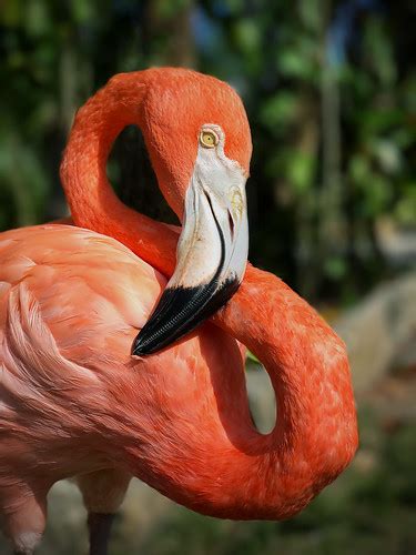 Flamingo National Bird Of The Bahamas Captive But Taken Flickr