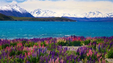 Trips To Lake Tekapo New Zealand Find Travel Information
