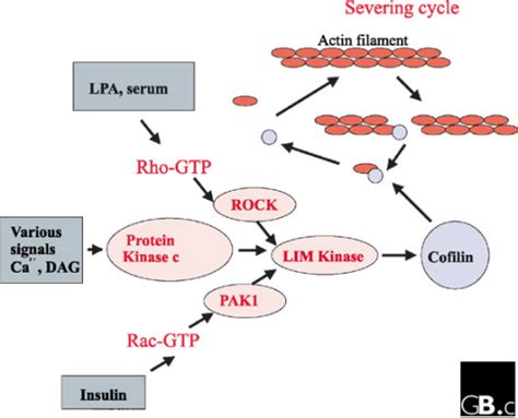 Constitutive or deregulated hyperactivity of these kinases. Figure 4:The ADF/cofilin family: actin-remodeling proteins ...