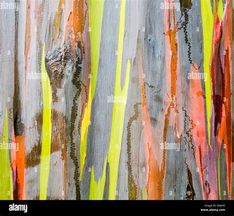 Detail Of Colorful Bark Of Rainbow Eucalyptus Tree Stock Photo Alamy