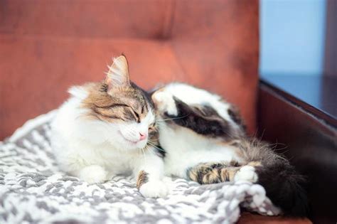 Atopic Dermatitis In Cats Causes Symptoms And Treatment All About Cats