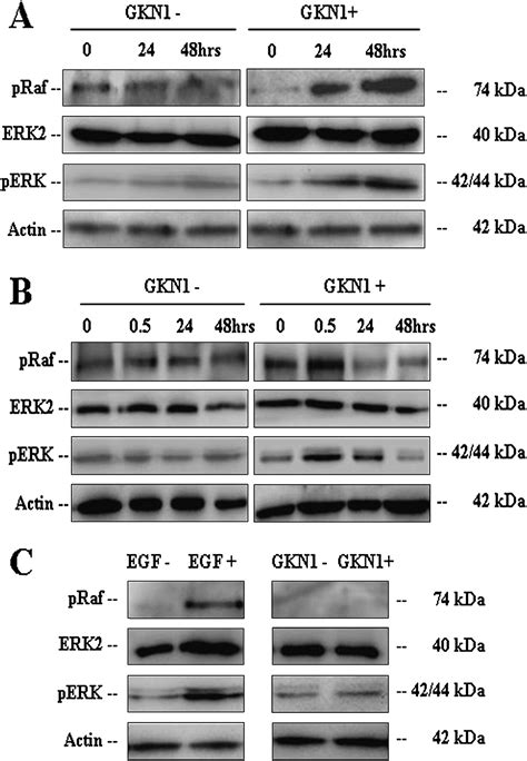 Gastrokine 1 Induces Senescence Through P16rb Pathway Activation In