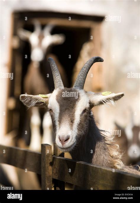 Goats Stock Photo Alamy