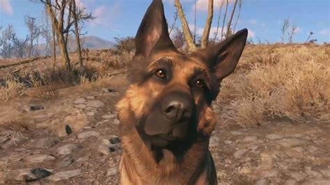 I always loved the idea of solving mysteries and cases. The Real Life German Shepherd That Inspired Fallout 4's ...
