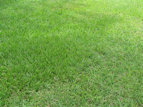 How To Care For A Bahiagrass Lawn Dengarden