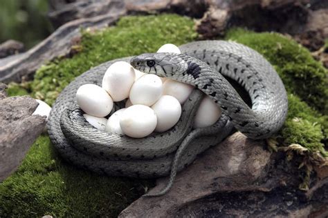 A Snake With Eggs In It S Mouth On Top Of Some Moss Covered Rocks