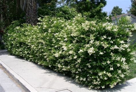 Allo stesso genere appartiene anche il lauroceraso (prunus laurocerasus), arbusto molto utilizzato per realizzare siepi alte e sempreverdi. Sempreverdi da giardino - Piante da Giardino - Sempreverdi da esterno