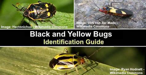 Black And Yellow Bugs With Pictures Identification Guide