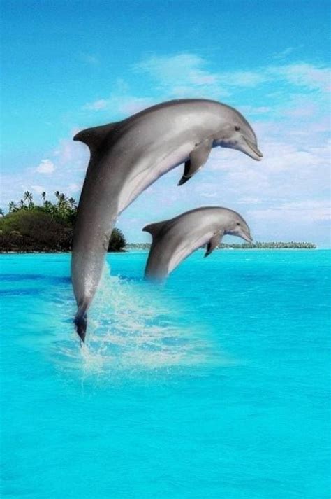 17 Best Images About Dolphins On Pinterest Swim Tribal Dolphin