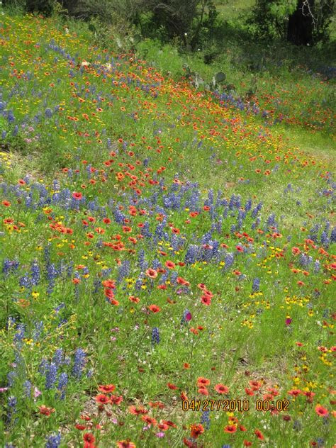 Texas Hill Country Spring 2010 Texas Hill Country Wild