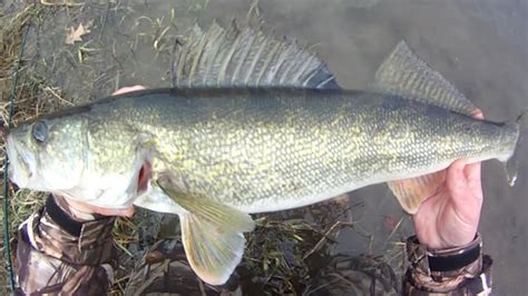 Lures like deep diving crankbaits, jigs, and spoons are good options in this case. Lure Fishing #146 - Small River Jigging for Big Walleye ...