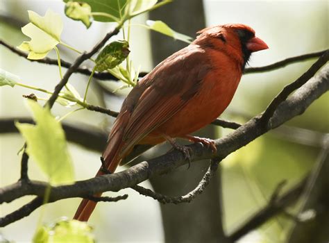 Indiana Birdwatching 101 Intro To These 10 Indiana Bird Species