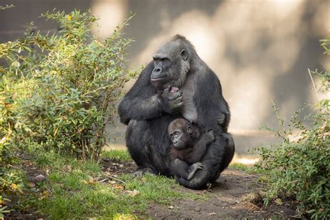Black Gorilla Mother Children Baby Animals Love Hd Wallpaper