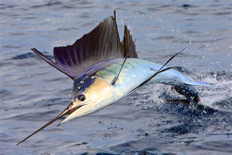 Pin By Melton International Tackle On FISHIES Deep Sea Fishing
