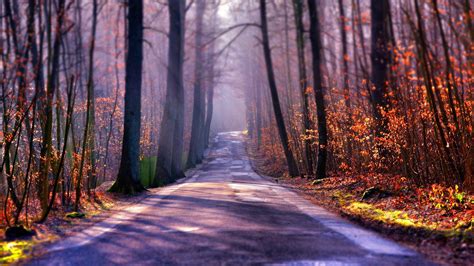 Nature Landscape Trees Forest Branch Fall Leaves Road Plants