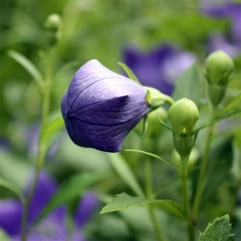 Maybe you would like to learn more about one of these? Sam Can Shoot: Balloon Flowers Burst into Bloom