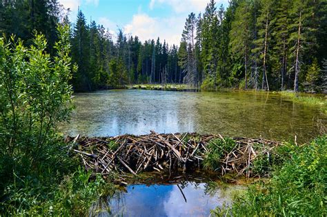 Beaver Dams Mitigate The Effects Of Climate Change On Rivers