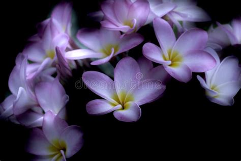 Plumeria Flowers Beautiful Color In Nature Stock Photo Image Of