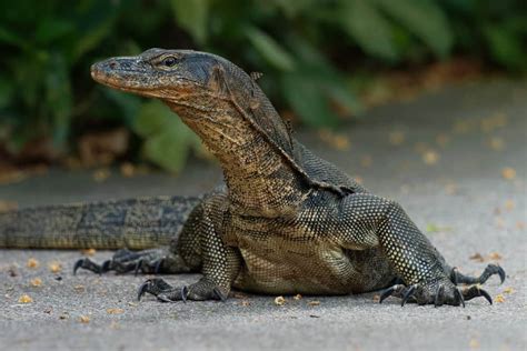 Top 10 Largest Lizards In The World Number One Leaves Me Stunned