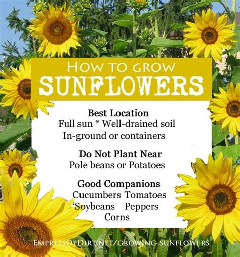 Sunflowers are easy to grow from seed and fun for all the family. Sunflower Oat Tea Towel | Growing sunflowers, Plants ...