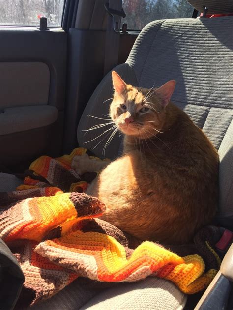 Orange tabby cat personality reddit. Walter. My orange whiskery best friend. | Orange tabby ...