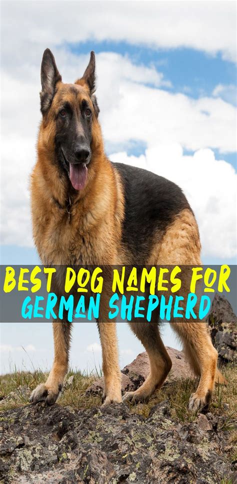 The Most Popular German Shepherd Names Of 2019 Dog Names Best Dog