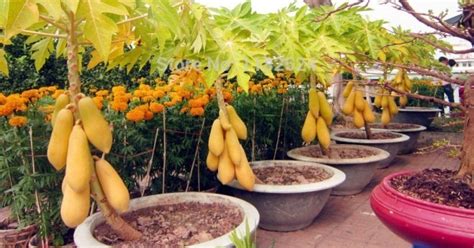 Papaya Easy Fruit To Grow In Pot Keeps Your Skin Vision Hair