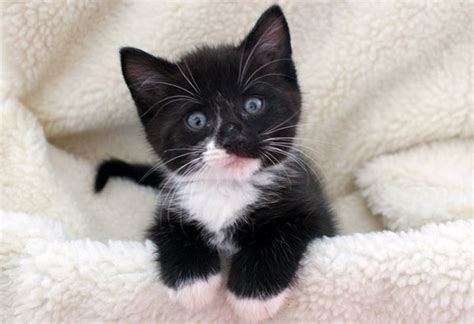 Cat Breed Of The Day The Tuxedo Cat