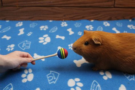 How To Train Your Guinea Pig Ultimate Beginners Guide Amazing