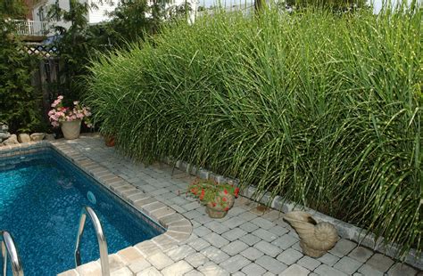 Grasses, shrubs, and elephant ears are some of the best plants for though you might not think of lavender as a shrub for privacy, many of the larger hybrid lavenders such as provence can grow three feet tall. Do I Cut Back My Ornamental Grass Before Winter - Custom ...