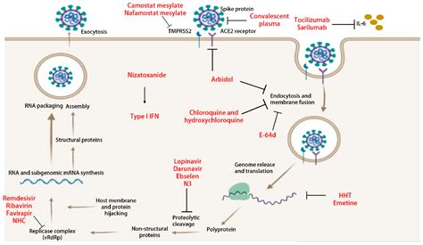 Pathogens Free Full Text A Review On Sars Cov 2 Virology
