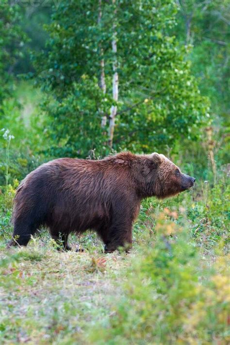 Kamchatka Brown Bear In Natural Habitat Walking In Summer Forest