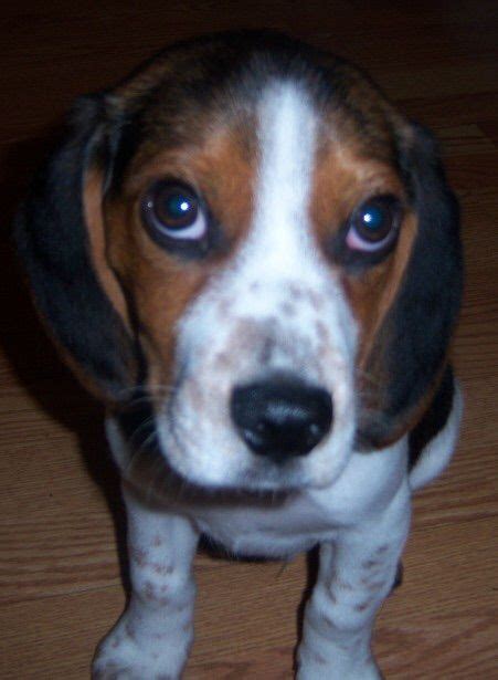 Looking for alo hotel by ayres? Beagles to sniff out bedbugs at Wausau Office | Beagle ...