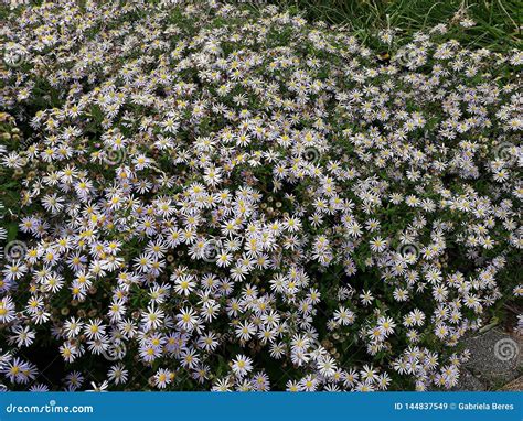 hairy white oldfield aster symphyotrichum pilosum flowers growing in the garden stock image