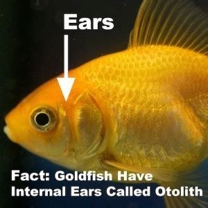 Goldfish Anatomy: Body, Eyes, Ears, Nose, Gills, Scales, More