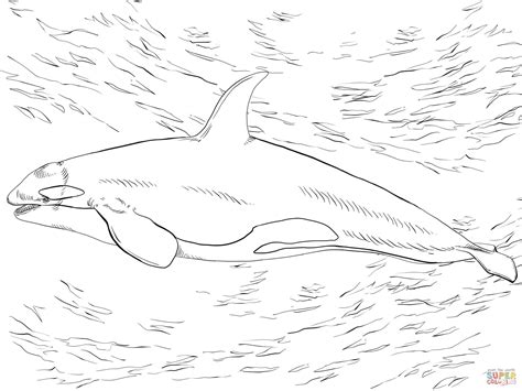 There are plenty of free printable animal coloring pages that will keep the. Killer Whale Orca coloring page | Free Printable Coloring ...