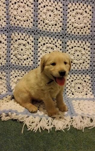 Their colors vary with some black…. Friendly Golden Retriever Puppies FOR ADOPTION TEXT ME AT (385) 218-0937 for Sale in Renton ...