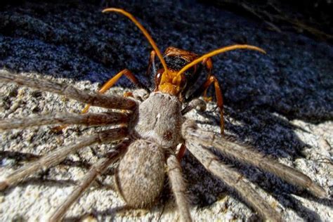 Typically this appetite won't cause them any harm, unless it's a poisonous spider they're batting around and dragging with their teeth. Huntsman-killing spider wasps turn arachnids into baby ...