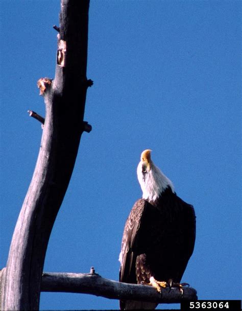 Bald Eagle Haliaeetus Leucocephalus