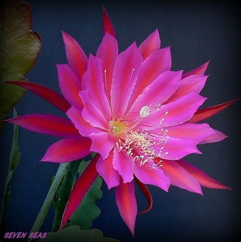 And there's an ugly, neglected cactus i. XL with a delicate white edging on the inner petals ...