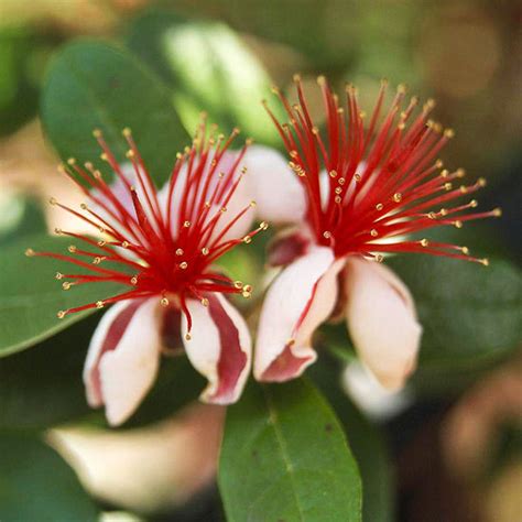 Celosia argentea is most popular for growing in containers as houseplants. Plants to Please Florida Gardeners