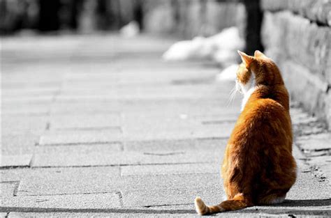 9 fun facts about orange tabby cats the purrington post