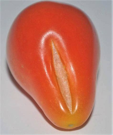 100 Red Pear Tomato Lycopersicon Heirloom Indeterminate Fruit Vegetable